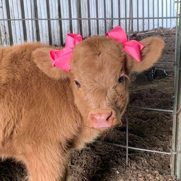 Meet your Posher, Natalia - Picture 1 of 1